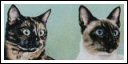 click here for the Cat gallery