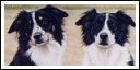 click here for the Collie gallery