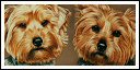 click here for the General Dogs gallery