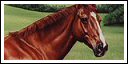 click here for the Horse gallery