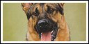 click here for the Working Dogs gallery