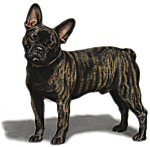 COPYRIGHT GUARD DOG