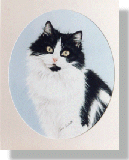 click here for picture of Fluffy