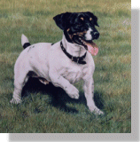 click here for picture of Jack