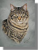 click here for picture of Sammy