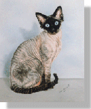 click here for picture of Shubaka