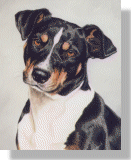 click here for picture of Stumpy