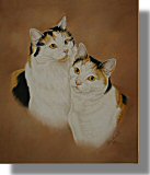 click here for picture of Tortie Whites