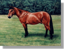 click here for picture of Forester
